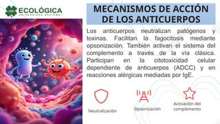MECANISMOS DE ACCIÓN
DE LOS ANTICUERPOS
Los anticuerpos neutralizan patógenos y
toxinas. Facilitan la fagocitosis mediante
opsonización. También activan el sistema del
complemento a través de la vía clásica.
Participan en la citotoxicidad celular
dependiente de anticuerpos (ADCC) y en
reacciones alérgicas mediadas por IgE.
Neutralización Opsonización
Activación del
complemento
 