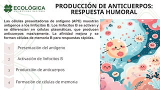 PRODUCCIÓN DE ANTICUERPOS:
RESPUESTA HUMORAL
Las células presentadoras de antígeno (APC) muestran
antígenos a los linfocitos B. Los linfocitos B se activan y
se diferencian en células plasmáticas, que producen
anticuerpos masivamente. La afinidad mejora y se
forman células de memoria B para respuestas rápidas.
Presentación del antígeno
Activación de linfocitos B
Producción de anticuerpos
Formación de células de memoria
 