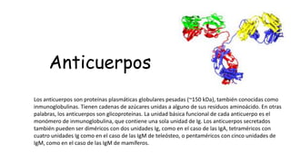 Los anticuerpos son proteínas plasmáticas globulares pesadas (~150 kDa), también conocidas como
inmunoglobulinas. Tienen cadenas de azúcares unidas a alguno de sus residuos aminoácido. En otras
palabras, los anticuerpos son glicoproteínas. La unidad básica funcional de cada anticuerpo es el
monómero de inmunoglobulina, que contiene una sola unidad de Ig. Los anticuerpos secretados
también pueden ser diméricos con dos unidades Ig, como en el caso de las IgA, tetraméricos con
cuatro unidades Ig como en el caso de las IgM de teleósteo, o pentaméricos con cinco unidades de
IgM, como en el caso de las IgM de mamíferos.
Anticuerpos
 