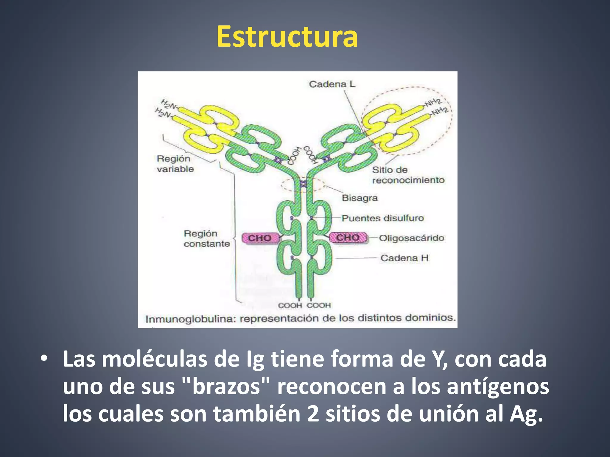 Anticuerpos Inmunoglobulinas PPTX Anticuerpos Inmunoglobulinas PPTX