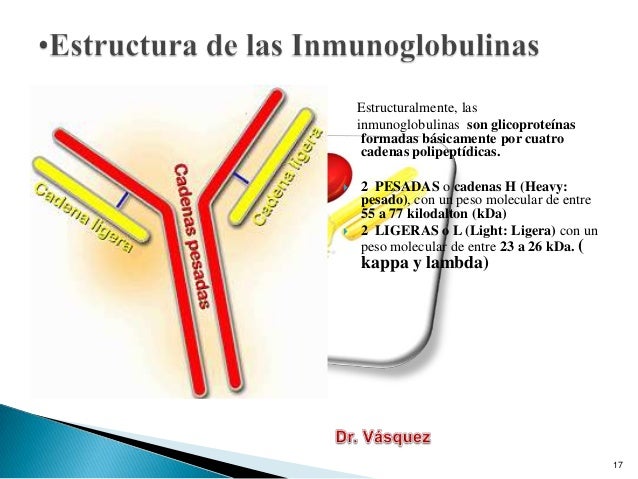 enfermedad de cadenas ligeras y pesadas anticuerpos micro enfermedad de cadenas ligeras y pesadas anticuerpos micro
