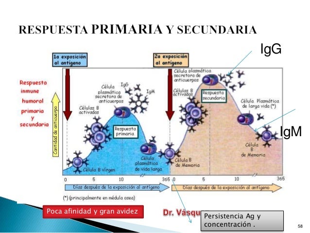 Respuesta Primaria Y Secundaria De Los Anticuerpos es.slideshare.net