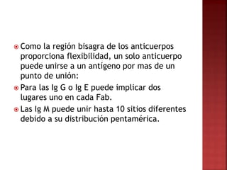  Como la región bisagra de los anticuerpos
proporciona flexibilidad, un solo anticuerpo
puede unirse a un antígeno por mas de un
punto de unión:
 Para las Ig G o Ig E puede implicar dos
lugares uno en cada Fab.
 Las Ig M puede unir hasta 10 sitios diferentes
debido a su distribución pentamérica.
 
