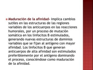  Maduración de la afinidad- implica cambios
sutiles en las estructuras de las regiones
variables de los anticuerpos en las reacciones
humorales, por un proceso de mutación
somática en los linfocitos B estimulados,
generando nuevas estructuras de dominios
variables que se fijan al antígeno con mayor
afinidad. Los linfocitos B que generan
anticuerpos de alta afinidad son estimulados
preferiblemente por el antígeno dominando
el proceso, conociéndose como maduración
de la afinidad.
 