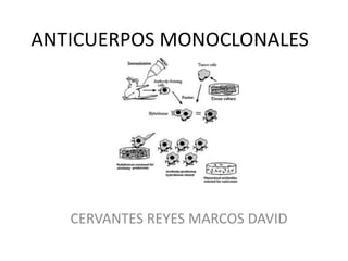 ANTICUERPOS MONOCLONALES




   CERVANTES REYES MARCOS DAVID
 