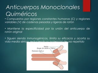 Anticuerpos Monoclonales
Quiméricos
• Compuestos por regiones constantes humanas (C) y regiones
variables (V) de cadenas pesadas y ligeras de ratón

• Mantiene la especificidad por la unión del anticuerpo de
ratón original

• Siguen siendo Inmunogénicos, limita su eficacia y acorta su
vida media sérica, reduciendo su potencial de uso repetido
 