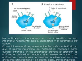 Los anticuerpos monoclonales se han convertido en una
importante herramienta para el diagnóstico y el tratamiento del
cáncer.
El uso clínico de anticuerpos monoclonales murinos es limitado, ya
que el sistema inmunitario del huésped los reconoce como
cuerpos extraños y un uso prolongado provoca la aparición de
anticuerpos antimurinos humanos, que pueden neutralizar a los
anticuerpos monoclonales, incrementar la eliminación de estos
anticuerpos del organismo y, en algunos casos, provocar alergias.
 
