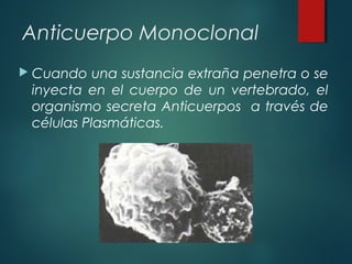 Anticuerpo Monoclonal
 Cuando   una sustancia extraña penetra o se
 inyecta en el cuerpo de un vertebrado, el
 organismo secreta Anticuerpos a través de
 células Plasmáticas.
 