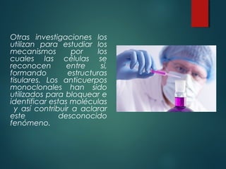 Otras investigaciones los
utilizan para estudiar los
mecanismos         por    los
cuales las células se
reconocen        entre     sí,
formando          estructuras
tisulares. Los anticuerpos
monoclonales han sido
utilizados para bloquear e
identificar estas moléculas
  y así contribuir a aclarar
este           desconocido
fenómeno.
 