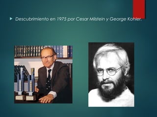    Descubrimiento en 1975 por Cesar Milstein y George Kohler.
 