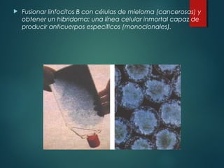    Fusionar linfocitos B con células de mieloma (cancerosas) y
    obtener un hibridoma: una línea celular inmortal capaz de
    producir anticuerpos específicos (monoclonales).
 