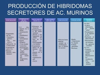 PRODUCCIÓN DE HIBRIDOMAS
SECRETORES DE AC. MURINOS
INMUNIZACIÓN

•Propiedades
del Ag.:
•Naturaleza
química
•Tño.
mol.
relativo
•Aplicación de
Coadyuvantes
•Expectativas
para el Ac.
•Ratones
BALB/c, ratas,
hámsters

FUSIÓN/TCAS.
DE ING.
GENÉTICA

•3-4
días
después de la
última
inmunización
•LB
(linfoblastos)
•Células
mielomatosas
•Agente
fusógeno:
•Virus Sendai
•isolecitina
•Polietilénglic
ol
(PEG)*:
origen,
pureza,
condiciones
del
medio:
pH,
temperatura,
buffer

SELECCIÓN EN
MEDIO HAT

•Eficiencia de
clonación
•Enriquecimien
to del medio
mediante
glucosa y una
suspensión de
células
del
bazo de un
animal
histocompatibl
e no inmune
•Crecimiento
SOLO de los
híbridos (1014
días
después de la
fusión):
•ELISA
•Aglutinación
•IFI
•FACS

CARACTERIZA
CIÓN DEL AC

SUBCLONACIÓN

•Dilución límite
•Híbrido
secretor de >
proliferación
que el híbrido
no secretor

CONGELACIÓN

•Medio
Citoprotector
•N2 líquido
•Células
parentales
•Reclones

CULTIVO
MASIVO

•in vitro:
•Cultivo
estacionario
en
botella
“roller”
•Encapsulació
n en alginato
de Na+
•Perfusión de
fibras huecas
•Biorreactores
•de burbujeo
•de agitación
constante
•in vivo:
•Tumores
secretores de
líquido
ascítico
(Plasmocitom
as):
•Irradiación
•Tto.
con
aceite
mineral

 