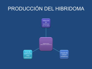 PRODUCCIÓN DEL HIBRIDOMA
Inducción
de
mielomas
en el ratón

HIBRIDOMAS
(BIOLOGÍA+GENÉTICA)

Uso de
cultivos in
vitro
selectivos

Fusión de
células
somáticas

 