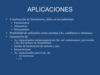 APLICACIONES
• Construcción de biosensores, útiles en las industrias:
– Farmacéutica
– Alimenticia
– Petroquímica

• Posibilidad de utilizarlos como enzimas (Ac. catalíticos o Abzimas)
• Generación de:
– Ac. monoclonales inmunosupresivos (tto. enf. autoinmunes, prevención
y tto. del rechazo en transplantes)
– Sondas de localización de tumores y mts.
– Inmunotoxinas.
– Ac. monoclonales para el tto. de:
• Inf. bacterianas
• CA

 