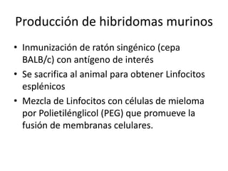 Producción de hibridomas murinos
• Inmunización de ratón singénico (cepa
BALB/c) con antígeno de interés
• Se sacrifica al animal para obtener Linfocitos
esplénicos
• Mezcla de Linfocitos con células de mieloma
por Polietilénglicol (PEG) que promueve la
fusión de membranas celulares.
 