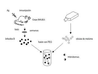 Hibridomas
Cepa BALB/c
semanas
 