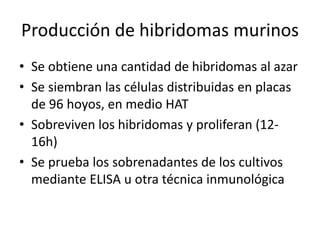 • Se obtiene una cantidad de hibridomas al azar
• Se siembran las células distribuidas en placas
de 96 hoyos, en medio HAT
• Sobreviven los hibridomas y proliferan (12-
16h)
• Se prueba los sobrenadantes de los cultivos
mediante ELISA u otra técnica inmunológica
Producción de hibridomas murinos
 