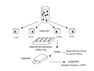Separación de células
en nuevo cultivo
nitrógeno líquido a -196°C
 
