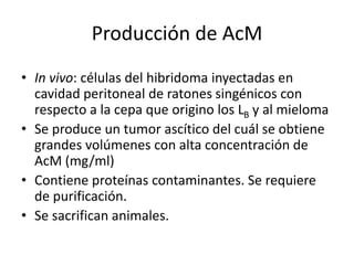Producción de AcM
• In vivo: células del hibridoma inyectadas en
cavidad peritoneal de ratones singénicos con
respecto a la cepa que origino los LB y al mieloma
• Se produce un tumor ascítico del cuál se obtiene
grandes volúmenes con alta concentración de
AcM (mg/ml)
• Contiene proteínas contaminantes. Se requiere
de purificación.
• Se sacrifican animales.
 