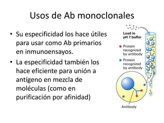 Usos de Ab monoclonales
• Su especificidad los hace útiles
para usar como Ab primarios
en inmunoensayos.
• La especificidad también los
hace eficiente para unión a
antígeno en mezcla de
moléculas (como en
purificación por afinidad)
 