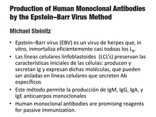 • Epstein–Barr virus (EBV) es un virus de herpes que, in
vitro, inmortaliza eficientemente casi todoas los LB.
• Las líneas celulares linfoblastoides (LCL’s) preservan las
características iniciales de las células: producen y
secretan Ig y expresan dichas moléculas, que pueden
ser aisladas en líneas celulares que secreten Ab
específicos
• Este método permite la producción de IgM, IgG, IgA, y
IgE anticuerpos monoclonales
• Human monoclonal antibodies are promising reagents
for passive immunization.
 