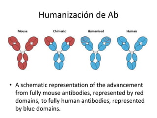 Humanización de Ab
• A schematic representation of the advancement
from fully mouse antibodies, represented by red
domains, to fully human antibodies, represented
by blue domains.
 