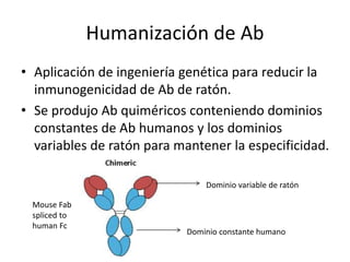 Humanización de Ab
• Aplicación de ingeniería genética para reducir la
inmunogenicidad de Ab de ratón.
• Se produjo Ab quiméricos conteniendo dominios
constantes de Ab humanos y los dominios
variables de ratón para mantener la especificidad.
Dominio variable de ratón
Dominio constante humano
Mouse Fab
spliced to
human Fc
 