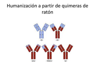 Humanización a partir de quimeras de
ratón
 