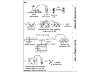 Anticuerpos monoclonales