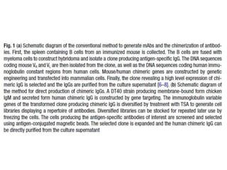 Anticuerpos monoclonales