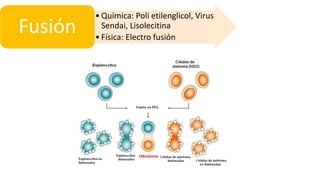 • Química: Poli etilenglicol, Virus
Sendai, Lisolecitina
• Física: Electro fusión
Fusión
 