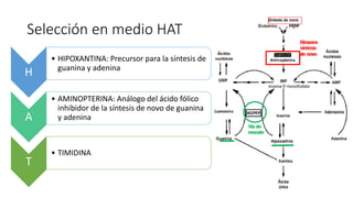 Selección en medio HAT
H
• HIPOXANTINA: Precursor para la síntesis de
guanina y adenina
A
• AMINOPTERINA: Análogo del ácido fólico
inhibidor de la síntesis de novo de guanina
y adenina
T
• TIMIDINA
 