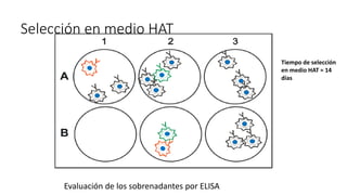 Selección en medio HAT
Evaluación de los sobrenadantes por ELISA
Tiempo de selección
en medio HAT ≈ 14
días
 