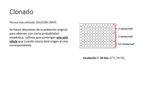 Clonado
Técnica más utilizada: DILUCIÓN LÍMITE
Se hacen diluciones de la población original
para obtener, con cierta probabilidad
estadística, cultivos que contengan una sola
célula que cuando crezca dará origen al clon
correspondiente.
Incubación 7 -10 días 37°C, 5% CO2
 