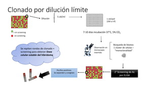 + en screening
- en screening
Dilución
5 cél/ml
1 cél/well
(200 ul Vf)
7-10 días incubación 37°C, 5% CO2
Observación en
microscopio
invertido
Búsqueda de blastos:
1 clúster de células –
“monoclonalidad”
2° Screening de Ac
por ELISA
Pocillos positivos:
Se expanden y congelan
Se repiten rondas de clonado +
screening para obtener línea
celular estable del hibridoma
Clonado por dilución límite
 