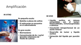 Amplificación
IN VITRO
En pequeña escala:
• Botellas o placas de cultivo
• El anticuerpo se encuentra
en el sobrenadante
En gran escala:
• Biorreactores
• Concentración de Ac: mg/ml
(grandes volúmenes de
medio de cultivo)
IN VIVO
• Líquido ascítico en ratones
compatibles con el tumor:
RatonesBALB/c, inmunosuprimidos
o atímicos
• Inoculación intraperitoneal de un
aceite mineral
• Desarrollo de tumor y líquido
ascítico
• Extracción del líquido por punción
IP
 