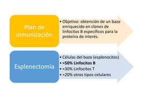 • Objetivo: obtención de un bazo
enriquecido en clones de
linfocitos B específicos para la
proteína de interés.
Plan de
inmunización
• Células del bazo (esplenocitos)
• ≈50% Linfocitos B
• ≈30% Linfocitos T
• ≈20% otros tipos celulares
Esplenectomía
 