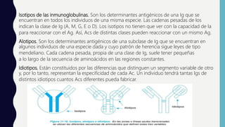 Isotipos de las inmunoglobulinas. Son los determinantes antigénicos de una Ig que se
encuentran en todos los individuos de una misma especie. Las cadenas pesadas de los
indican la clase de Ig (A, M, G, E o D). Los isotipos no tienen que ver con la capacidad de la
para reaccionar con el Ag. Así, Acs de distintas clases pueden reaccionar con un mismo Ag.
Alotipos. Son los determinantes antigénicos de una subclase de Ig que se encuentran en
algunos individuos de una especie dada y cuyo patrón de herencia sigue leyes de tipo
mendeliano. Cada cadena pesada, propia de una clase de Ig, suele tener pequeñas
a lo largo de la secuencia de aminoácidos en las regiones constantes.
Idiotipos. Están constituidos por las diferencias que distinguen un segmento variable de otro
y, por lo tanto, representan la especificidad de cada Ac. Un individuo tendrá tantas Igs de
distintos idiotipos cuantos Acs diferentes pueda fabricar.
 