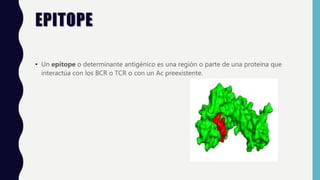 EPITOPE
• Un epítope o determinante antigénico es una región o parte de una proteína que
interactúa con los BCR o TCR o con un Ac preexistente.
 