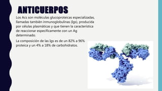 ANTICUERPOS
Los Acs son moléculas glucoproteicas especializadas,
llamadas también inmunoglobulinas (Igs), producida
por células plasmáticas y que tienen la característica
de reaccionar específicamente con un Ag
determinado.
La composición de las Igs es de un 82% a 96%
proteica y un 4% a 18% de carbohidratos.
 