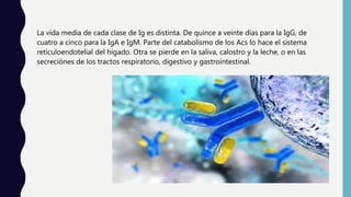 La vida media de cada clase de Ig es distinta. De quince a veinte días para la IgG, de
cuatro a cinco para la IgA e IgM. Parte del catabolismo de los Acs lo hace el sistema
reticuloendotelial del hígado. Otra se pierde en la saliva, calostro y la leche, o en las
secreciónes de los tractos respiratorio, digestivo y gastrointestinal.
 
