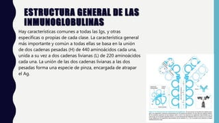 ESTRUCTURA GENERAL DE LAS
INMUNOGLOBULINAS
Hay características comunes a todas las Igs, y otras
específicas o propias de cada clase. La característica general
más importante y común a todas ellas se basa en la unión
de dos cadenas pesadas (H) de 440 aminoácidos cada una,
unida a su vez a dos cadenas livianas (L) de 220 aminoácidos
cada una. La unión de las dos cadenas livianas a las dos
pesadas forma una especie de pinza, encargada de atrapar
el Ag.
 
