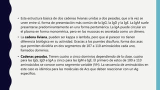 • Esta estructura básica de dos cadenas livianas unidas a dos pesadas, que a la vez se
unen entre sí, forma de presentación más común de la IgG, la IgD y la IgE. La IgM suele
presentarse predominantemente en una forma pentamérica. La IgA puede circular en
el plasma en forma monomérica, pero en las mucosas es secretada como un dímero.
• La cadena liviana, pueden ser kappa o lambda, pero que al parecer no tienen
diferencia biológica en su actividad. Gracias a los puentes disulfuro, forma dos asas
que permiten dividirla en dos segmentos de 107 a 110 aminoácidos cada uno,
llamados dominios.
• Cadenas pesadas. Tienen cuatro o cinco dominios dependiendo de la clase, cuatro
para las IgG, IgD e IgA y cinco para las IgM e IgE. El primero de estos de 100 a 110
aminoácidos se conoce como segmento variable (VH). La secuencia de aminoácidos en
este caso es idéntica para las moléculas de Acs que deben reaccionar con un Ag
específico.
 