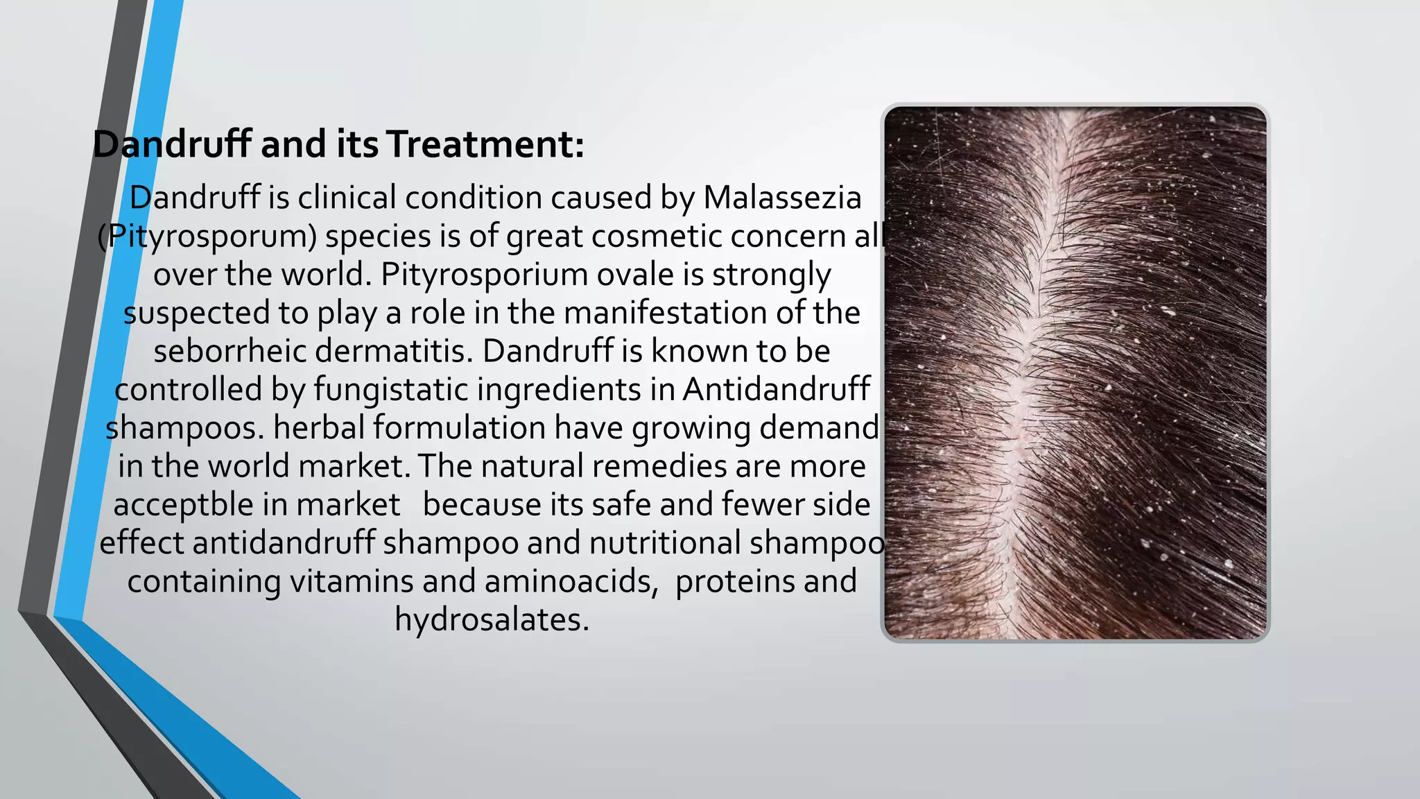 Dandruff and itsTreatment:
Dandruff is clinical condition caused by Malassezia
(Pityrosporum) species is of great cosmetic concern all
over the world. Pityrosporium ovale is strongly
suspected to play a role in the manifestation of the
seborrheic dermatitis. Dandruff is known to be
controlled by fungistatic ingredients in Antidandruff
shampoos. herbal formulation have growing demand
in the world market.The natural remedies are more
acceptble in market because its safe and fewer side
effect antidandruff shampoo and nutritional shampoo
containing vitamins and aminoacids, proteins and
hydrosalates.
 
