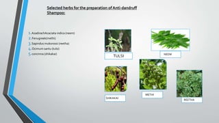TULSI NEEM
SHIKAKAI
METHI
REETHA
1.AzadirachAcaciata indica (neem)
2.Fenugreek(methi)
3.Sapindus mukorossi (reetha)
4.Ocimum santu (tulsi)
5.concinna (shikakai)
Selected herbs for the preparation of Anti-dandruff
Shampoo:
 