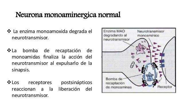Espirulina para bajar de peso dosis de amoxicilina