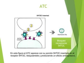 ATC
En esta figura el ATC aparece con su porción 5HT2C insertada en el
receptor 5HT2C, bloqueándolo y produciendo un efecto antidepresivo.
Bloqueo
receptores
5HT2C
 