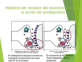 Hipótesis del receptor del neurotransmisor en
la acción del antidepresivo
El antidepresivo bloquea la bomba de
recaptación produciendo que haya
más NT en la sinapsis
El incremento de NT produce
“Down Regulation” de los
receptores.
 