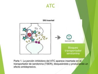ATC
Parte 1. La porción inhibidora del ATC aparece insertada en el
transportador de serotonina (TSER), bloqueándolo y produciendo un
efecto antidepresivo.
 