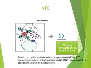 ATC
Parte2. La porción inhibidora de la recaptación de NE del ATC
aparece insertada en el transportador de NE (TNE), bloqueándolo y
ocasionando un efecto antidepresivo
 